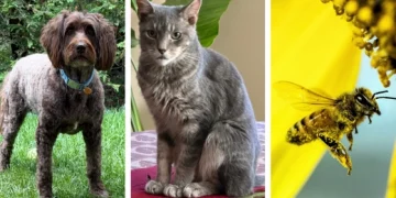 Dog, Cat and Bee